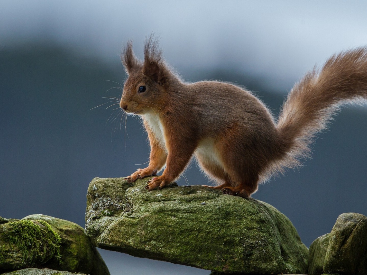 Белка на камне