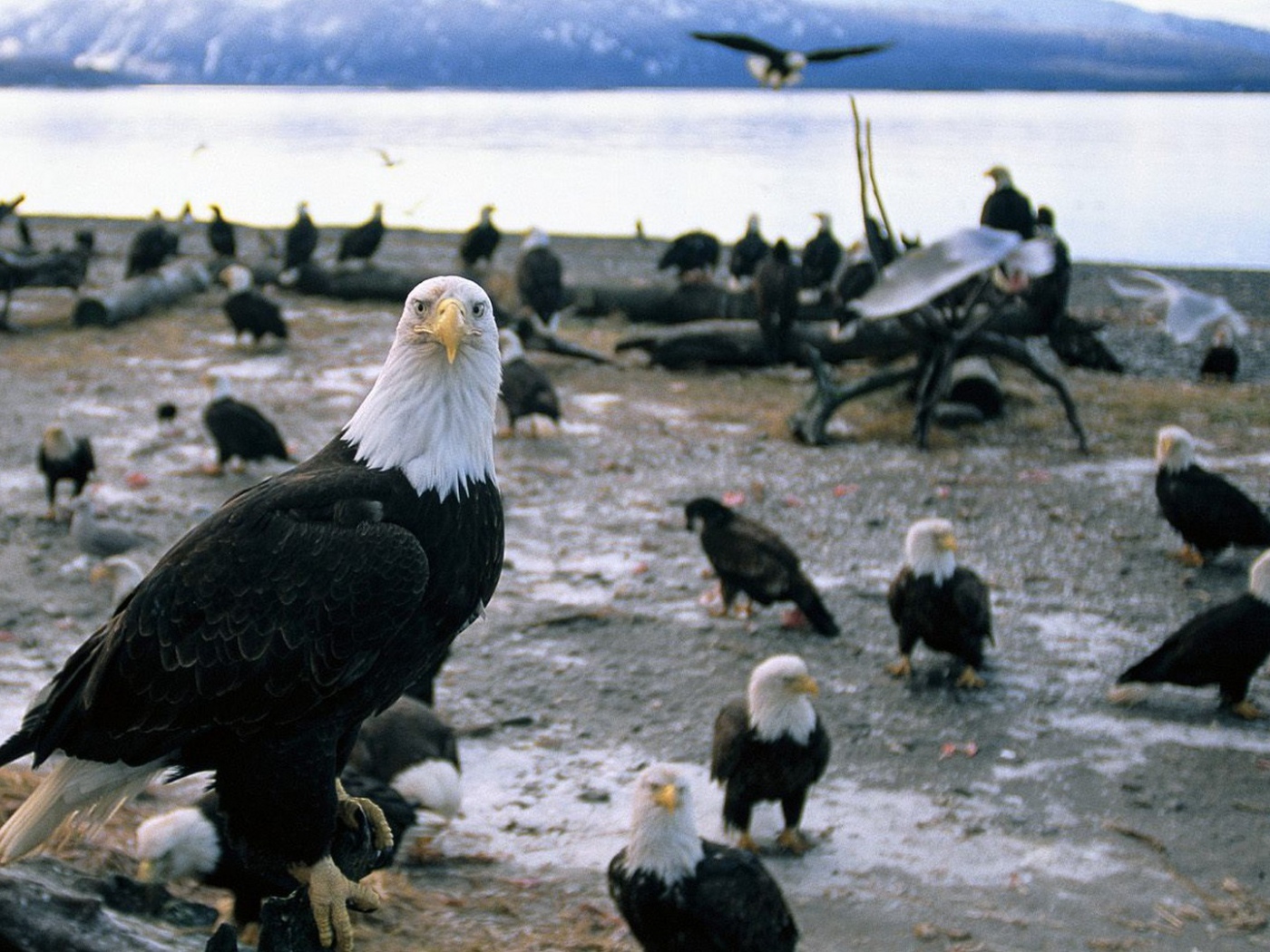 Стая белоголовых орлов