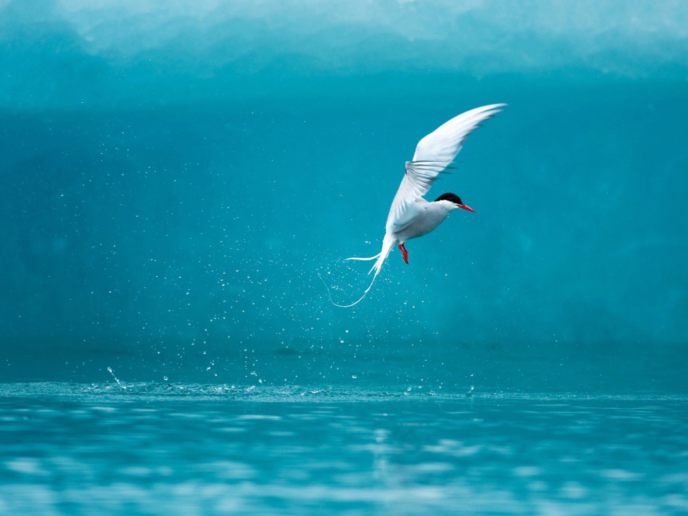 Полярная крачка