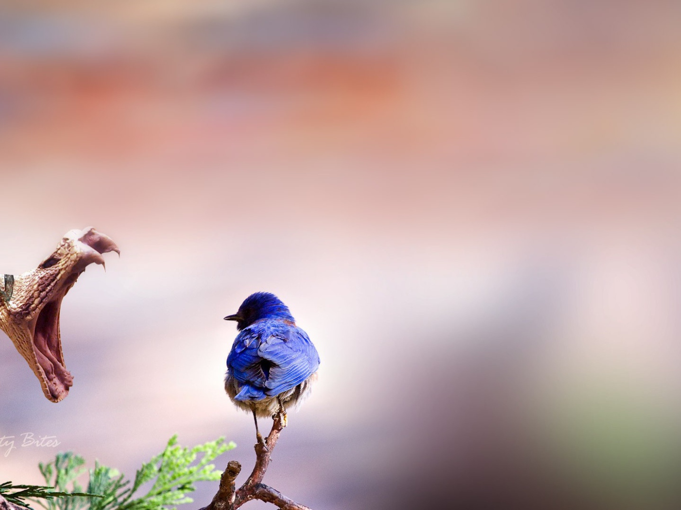 Птичка и змея