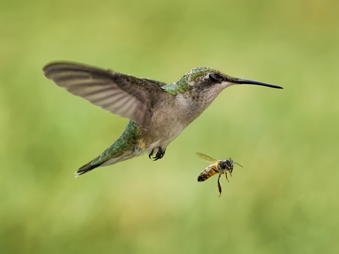 Птички в полёте