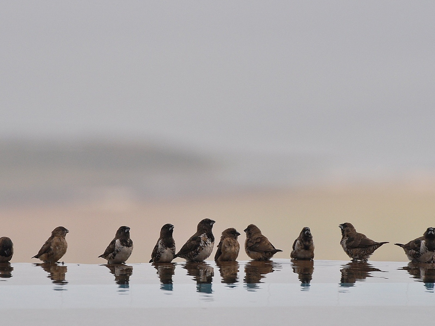 Птицы купаются