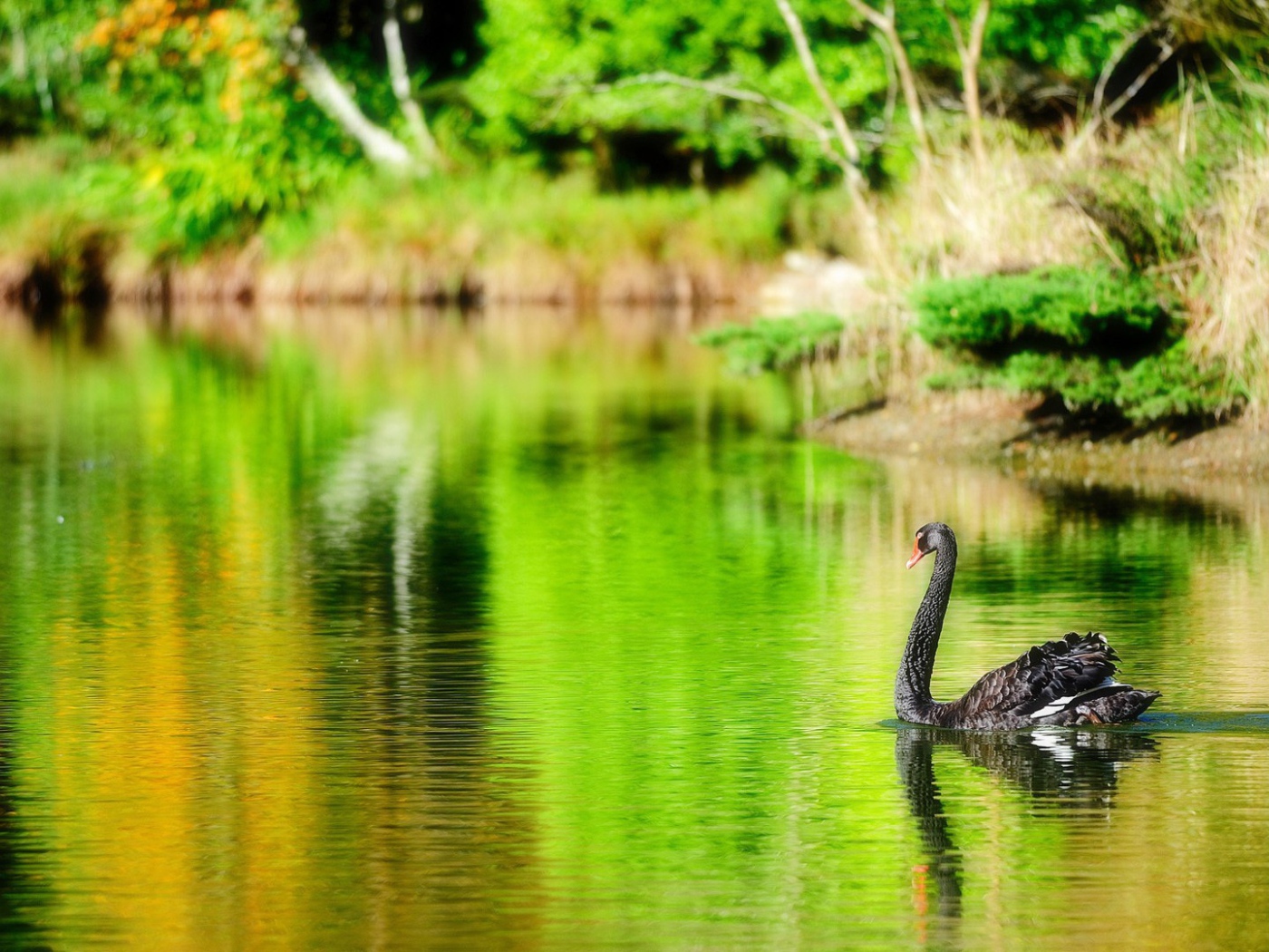 Черный лебедь