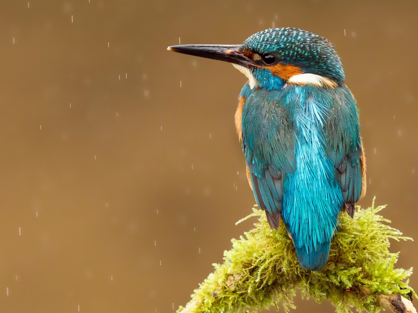 Голубая птичка