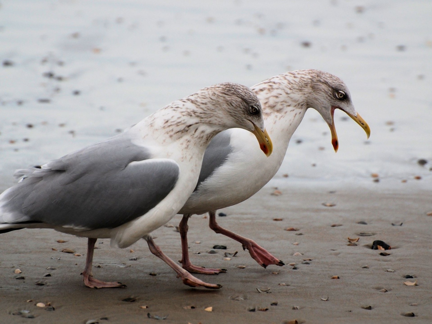 Чайки на пляже