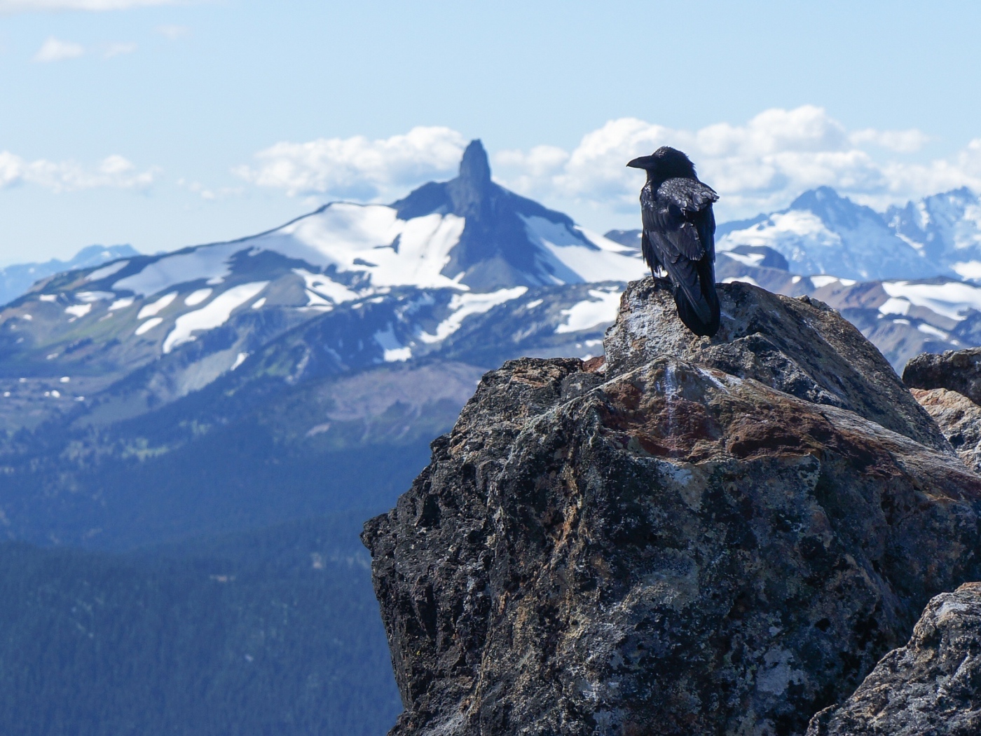 Ворона в горах