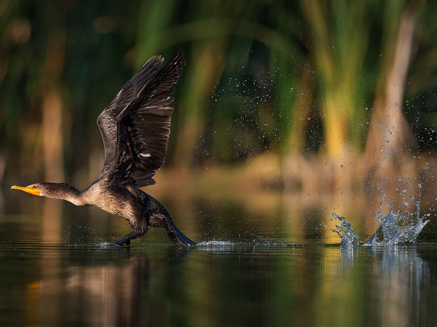 Утка взлетает с воды