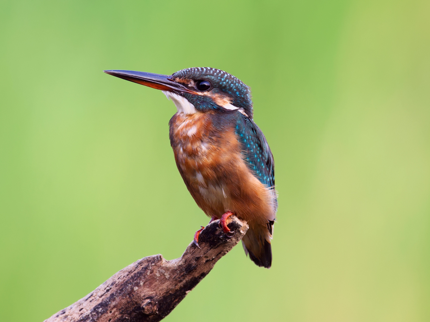 Зимородок на желтом фоне