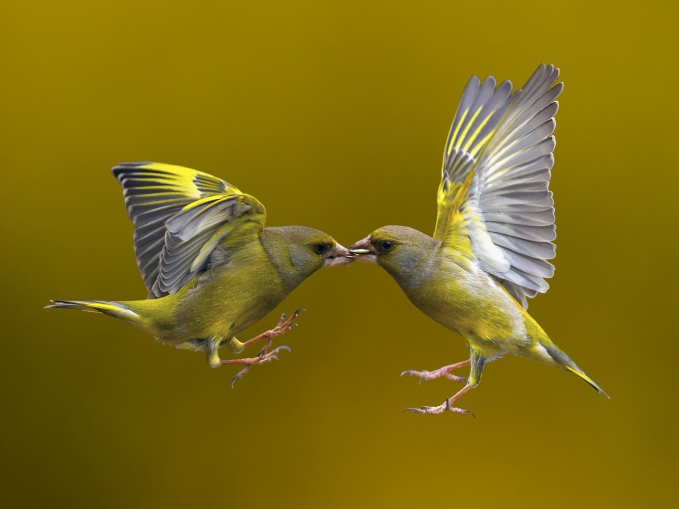 Поцелуй птичек в полёте