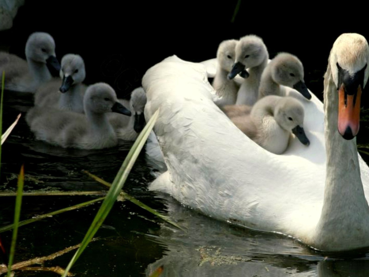 Мама лебедь с детьми
