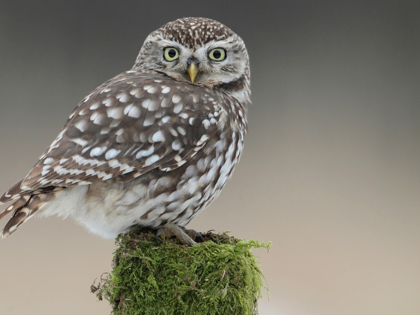 Сова на пеньке