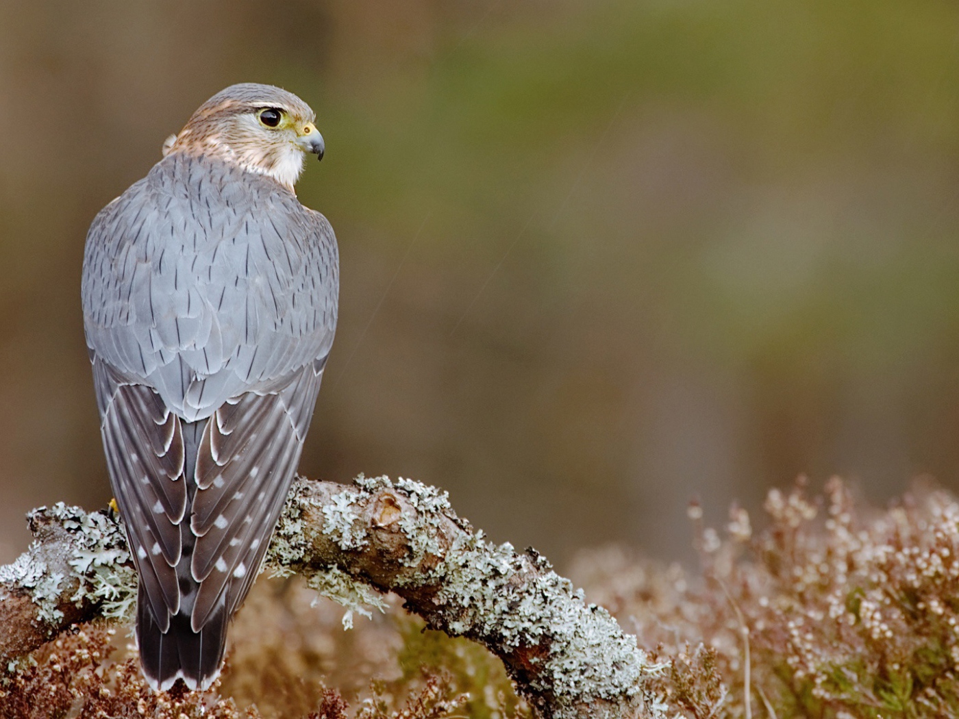 Пиджен ястреб