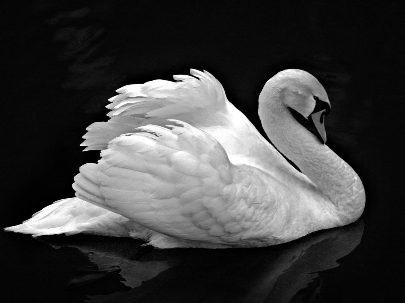 Лебедь невероятной красоты