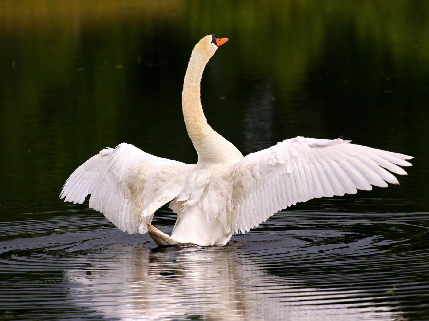 Лебедь собирается взлететь