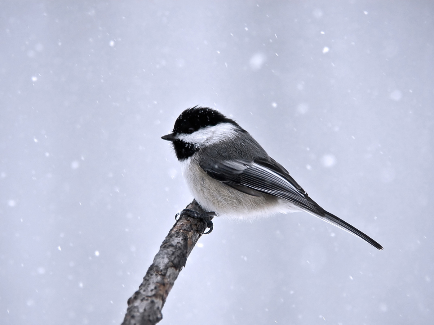 Синица сидит на ветке