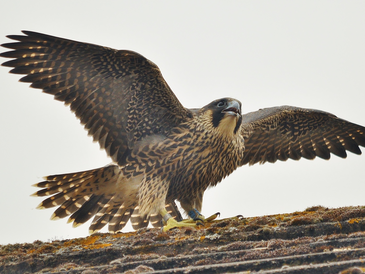 Птица расправила крылья