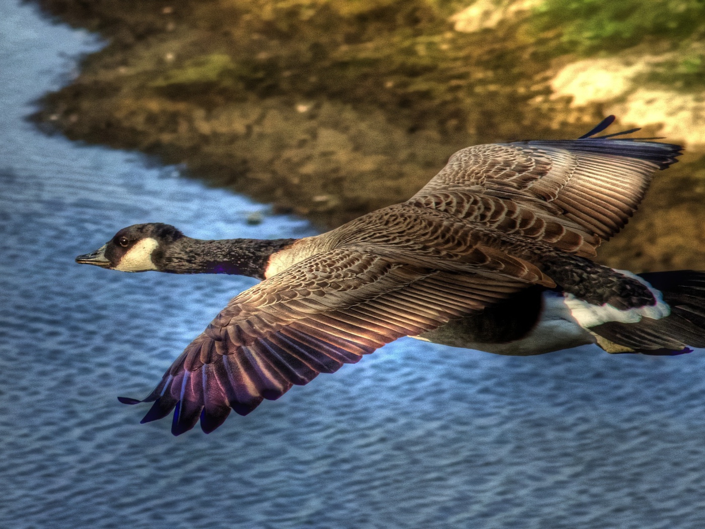 Утка в полете