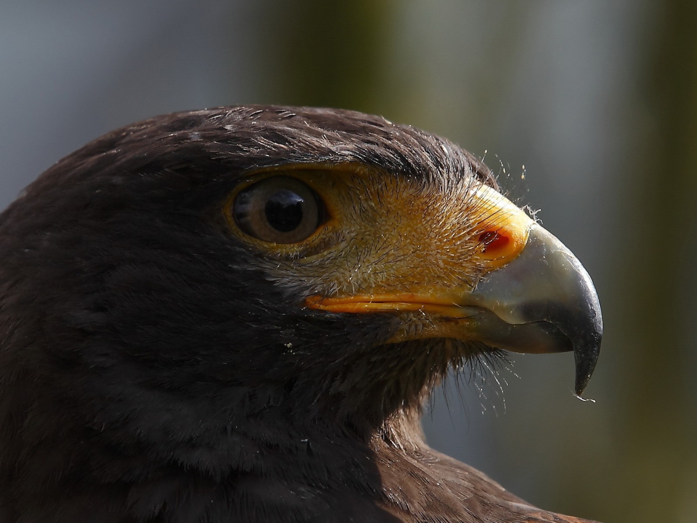 Голова орла