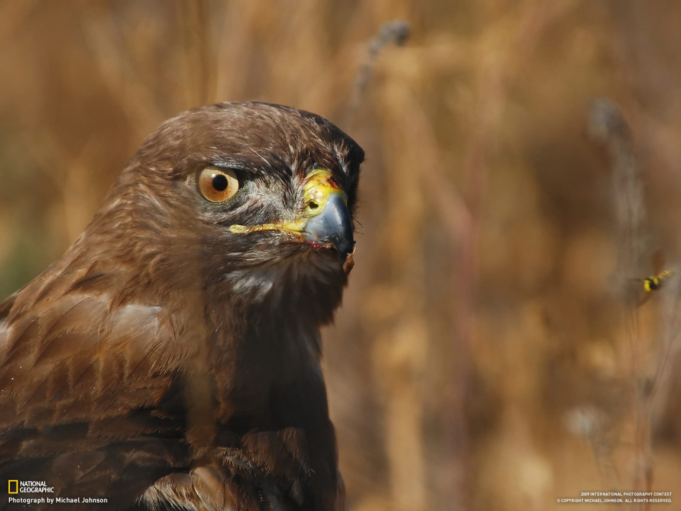 Голова орла