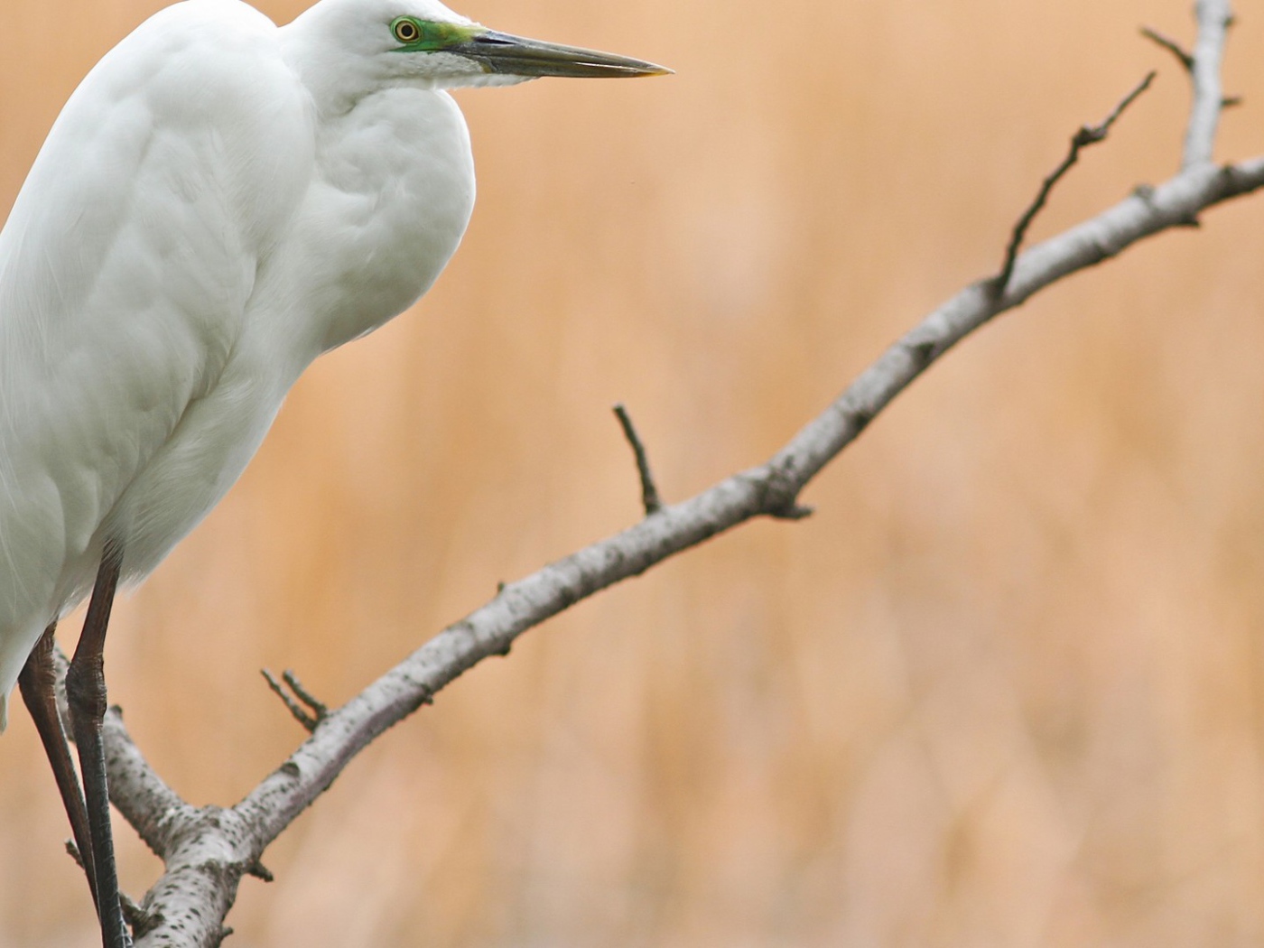 Белая птица