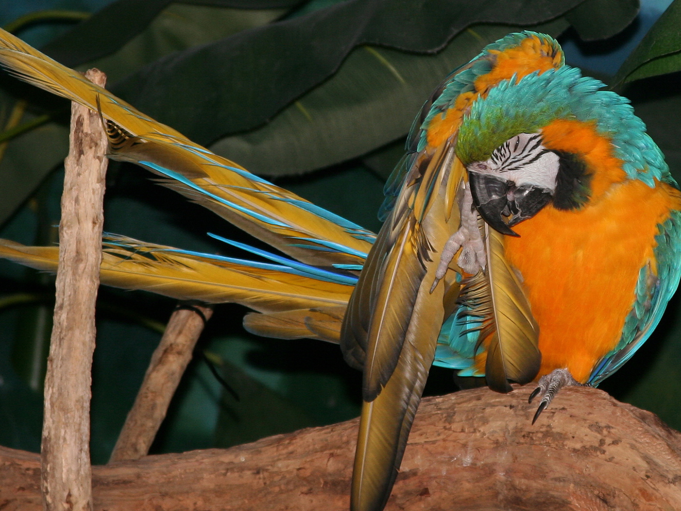 Желто синий попугай