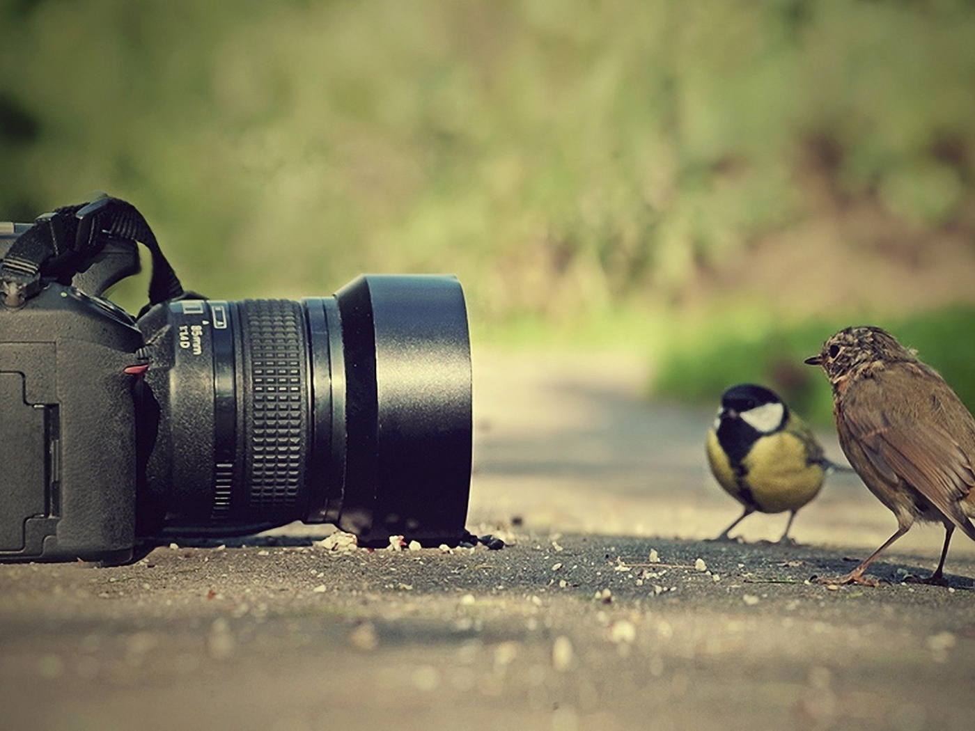 Птицы позируют перед фотокамерой
