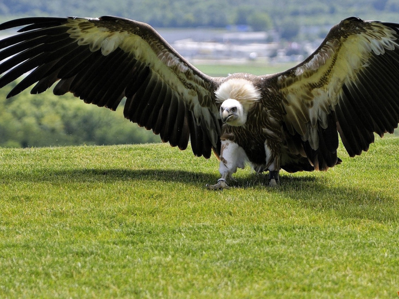 Размах крыльев орла