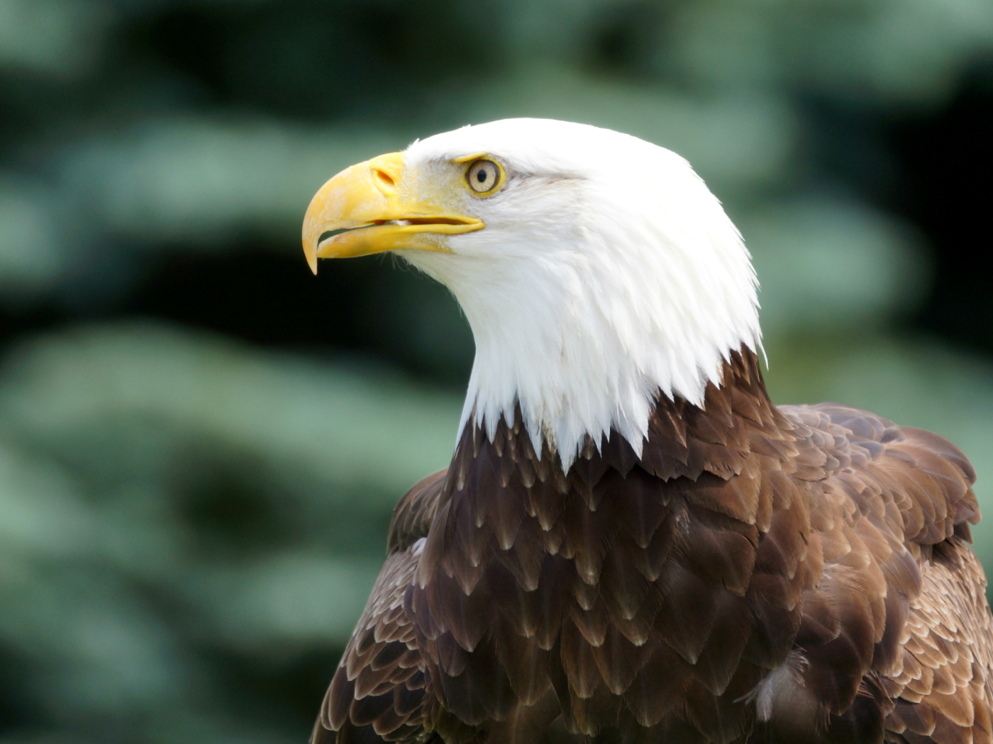 Белоголовый орлан