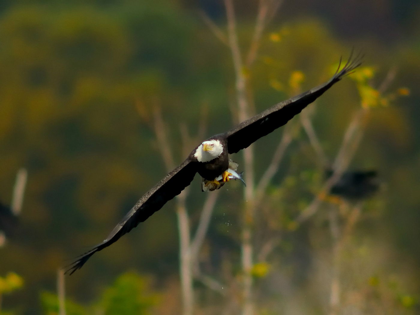 Белоголовый орел