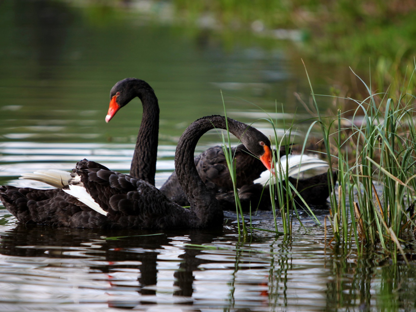 Черные лебеди плавают на озере