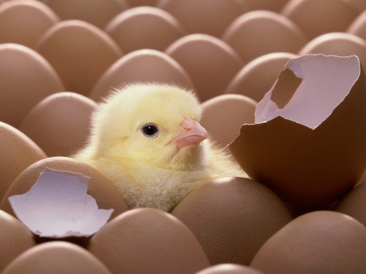 Цыпленок вылупился из яйца