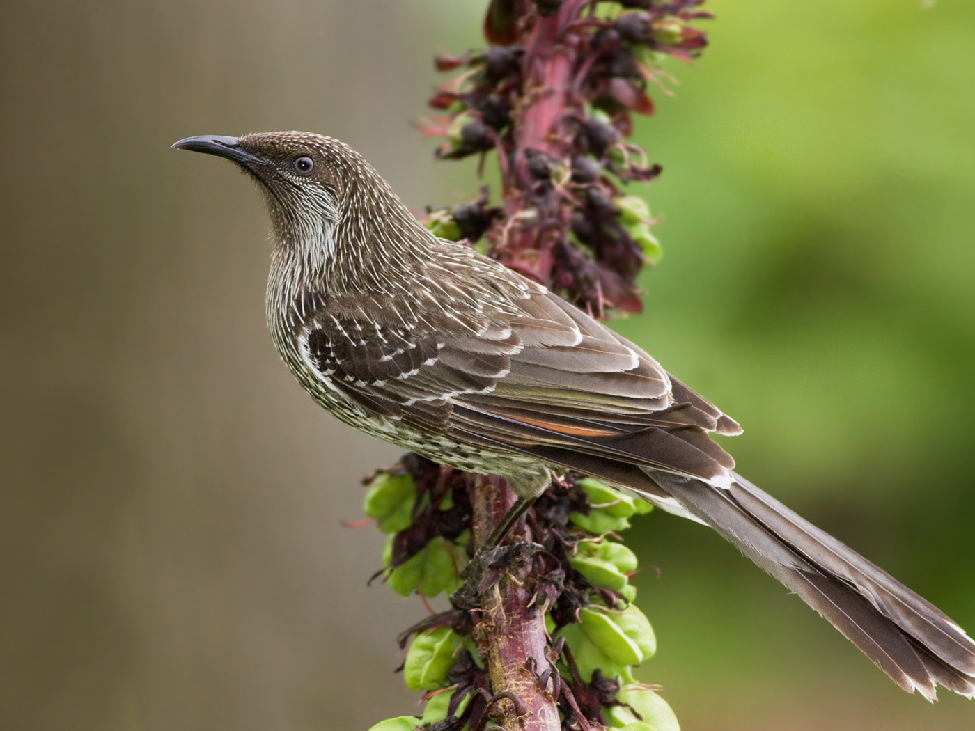 Кукушка на ветке