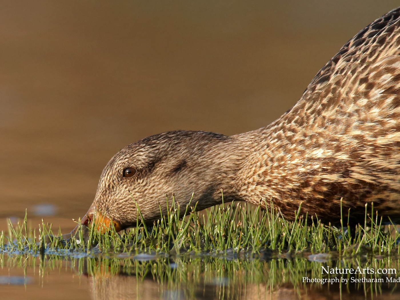 Утка пьет воду