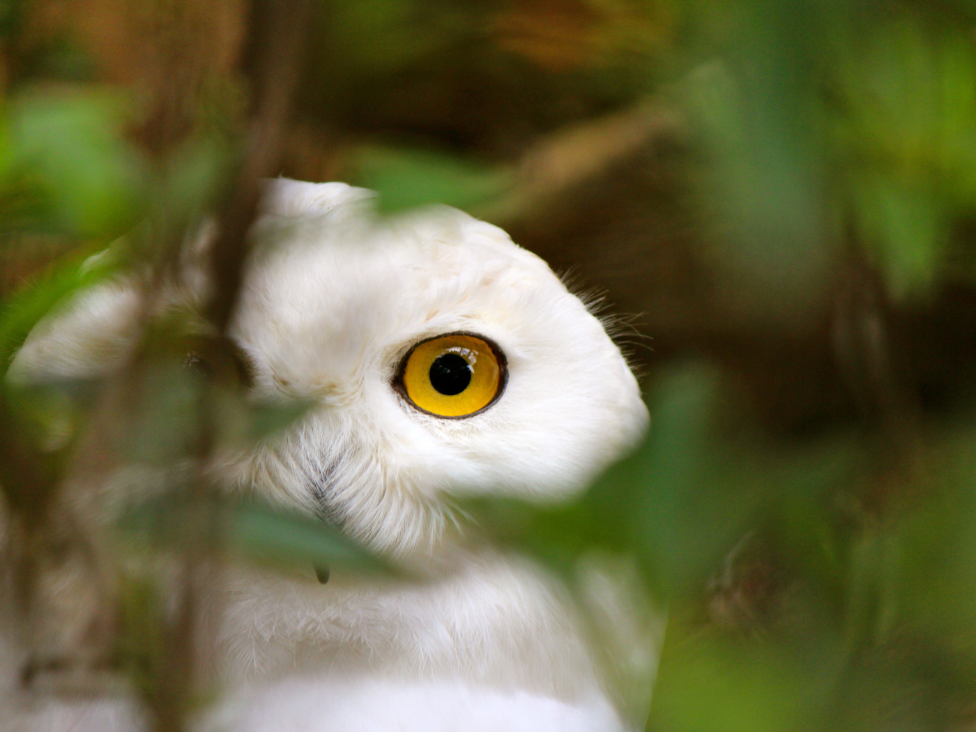 Голова белой совы