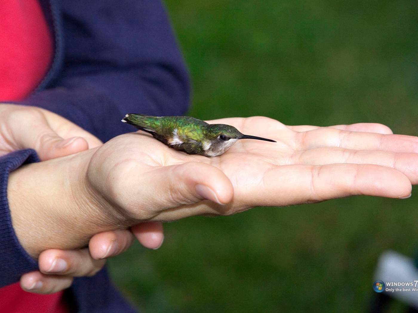 Колибри на ладони