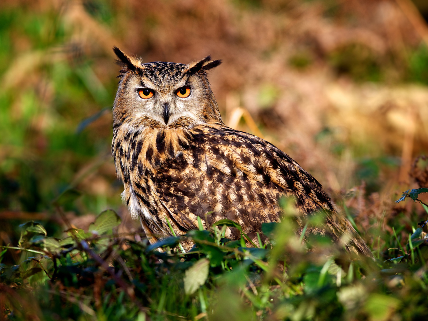 Ушастая сова