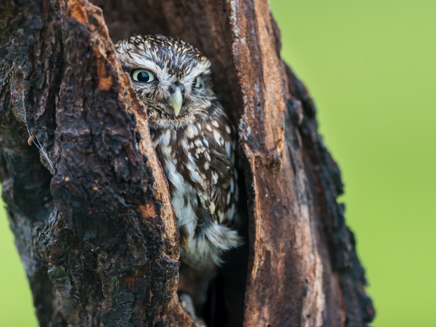 Сова в дупле