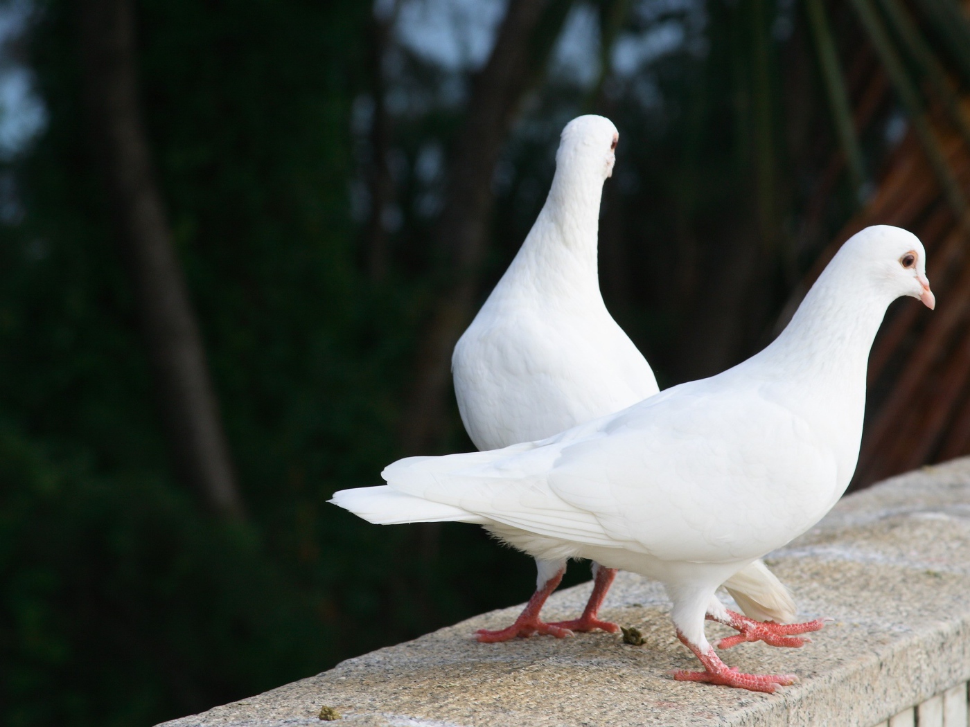 Два белых голубя на парапете