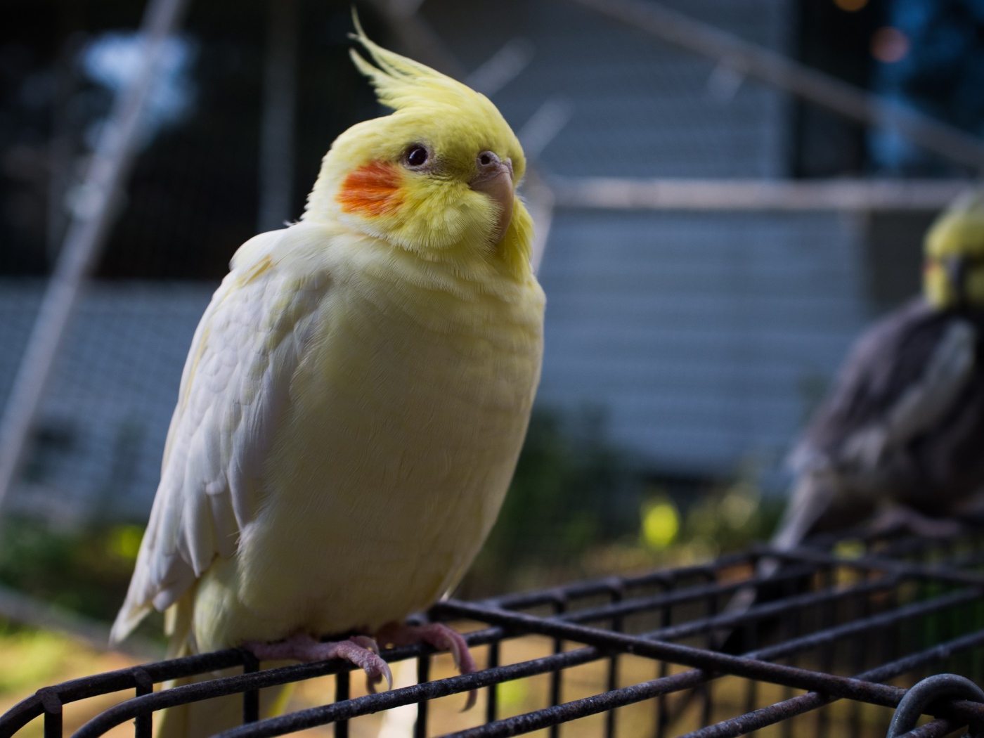 Бело желтый попугай