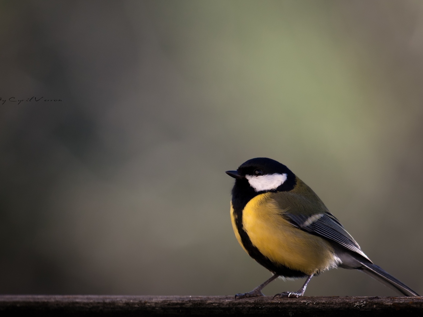 Желтая синица