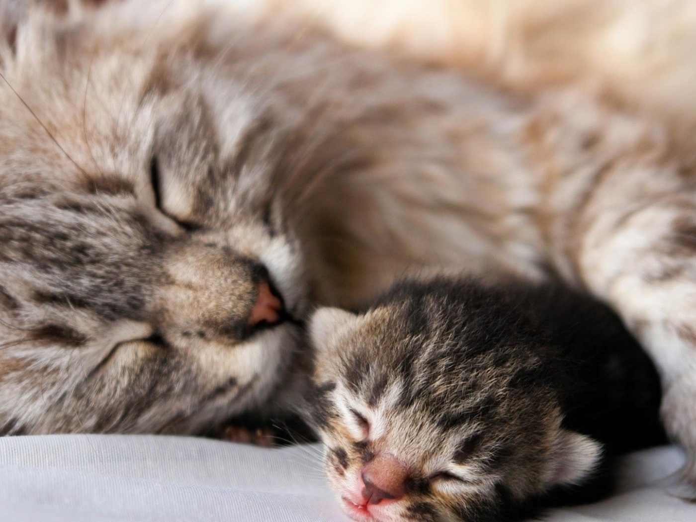 Кошка с котенком