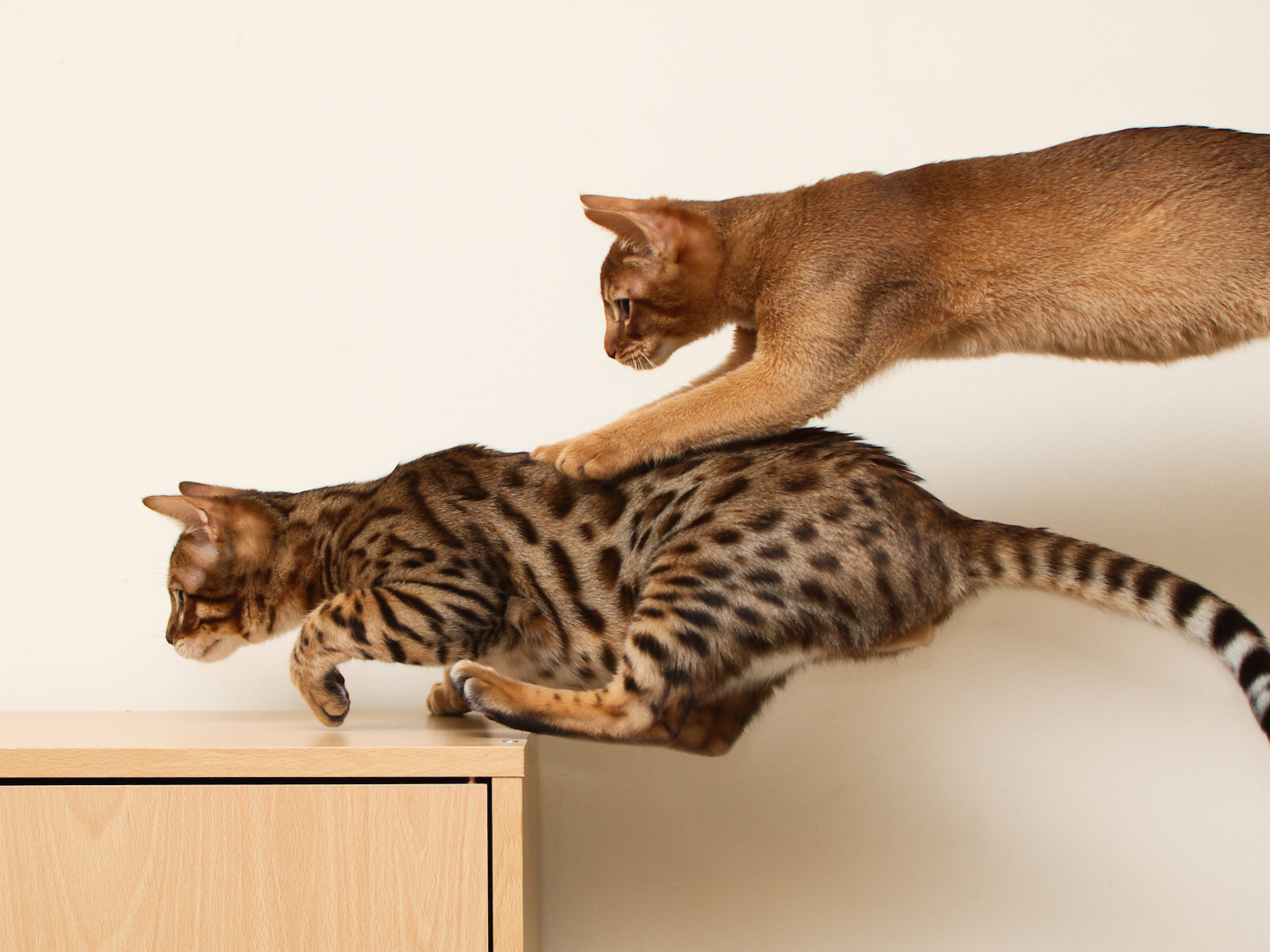 Абиссинская кошка играет с бенгальской