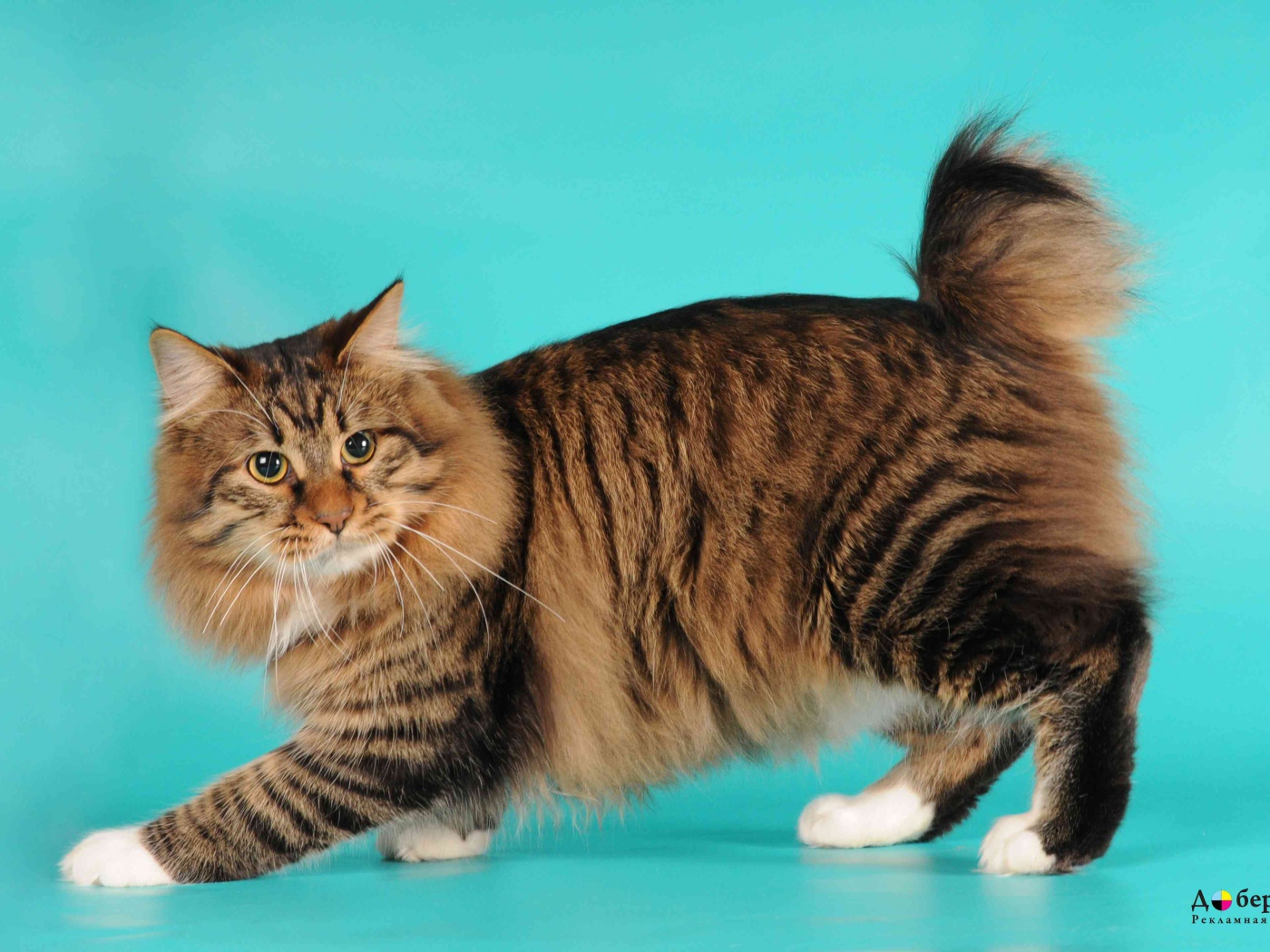 Порода кошек американский бобтейл