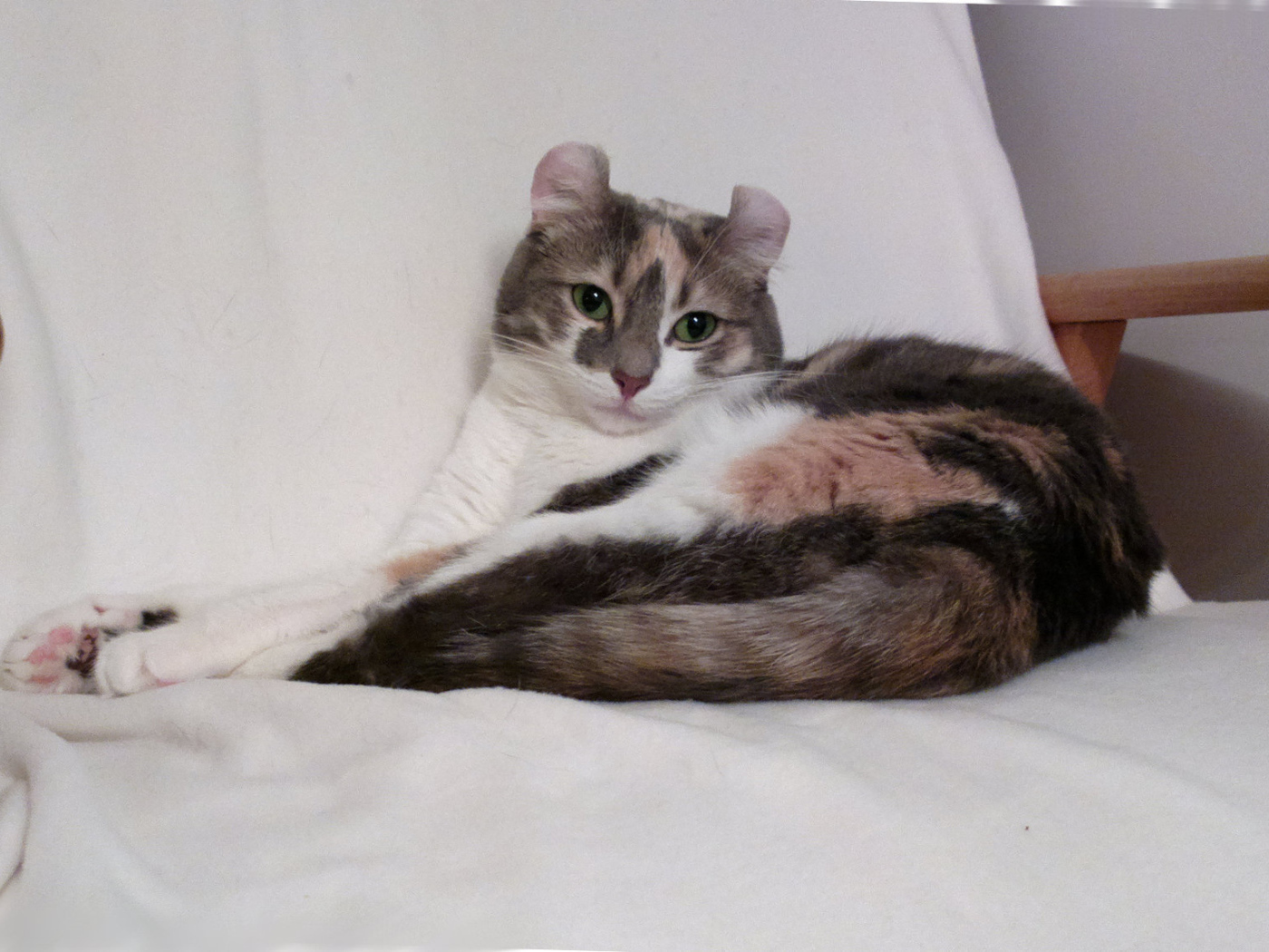 Кот американский керл на кресле