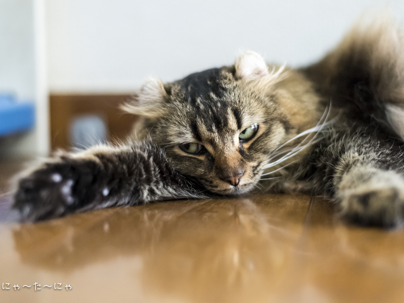 Американский керл на полу