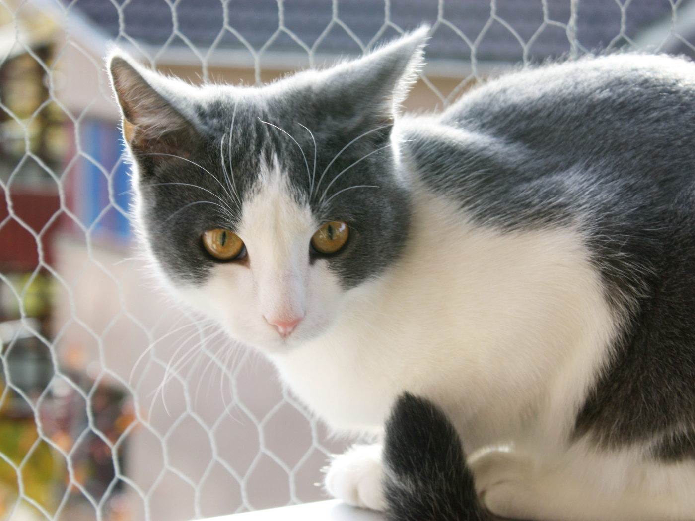 Американская жесткошерстная кошка у забора