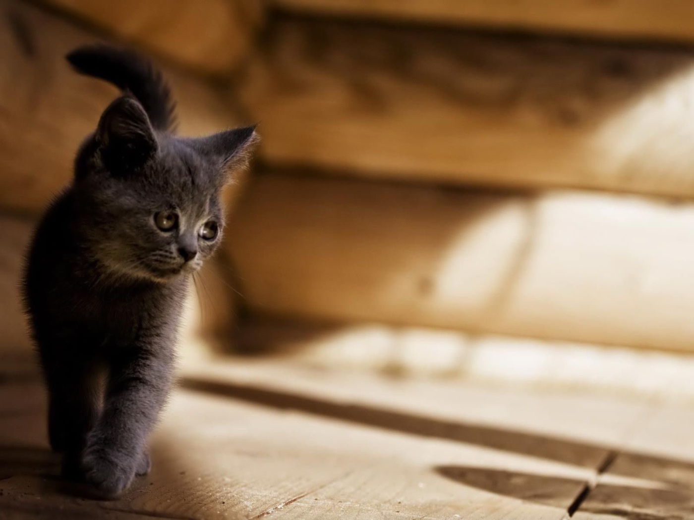 Серый котенок американской жесткошерстной кошки