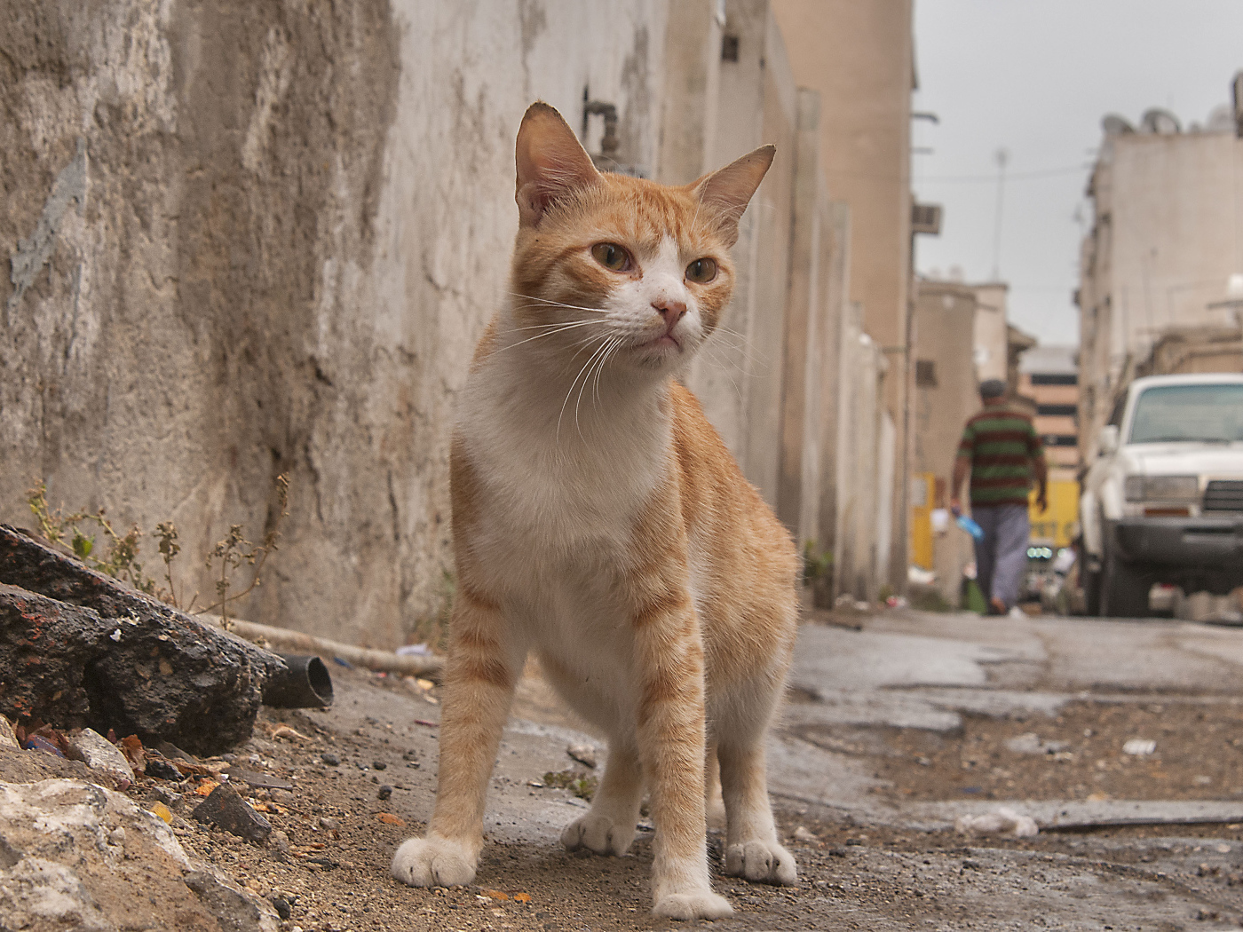 Аравийский мау гуляет по улице