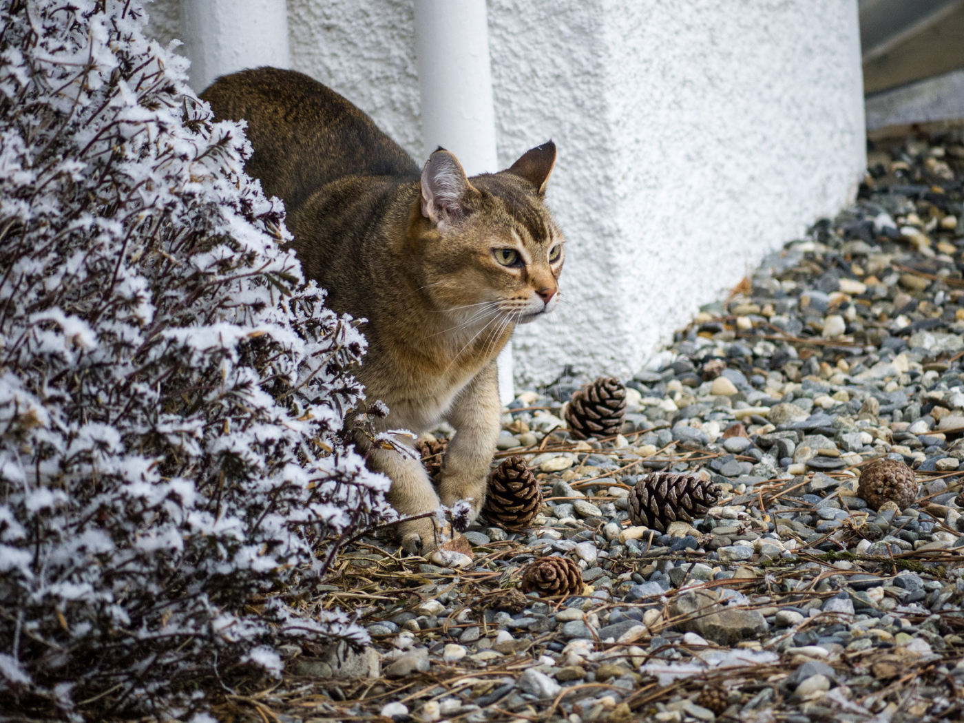 Кот породы азиатская табби