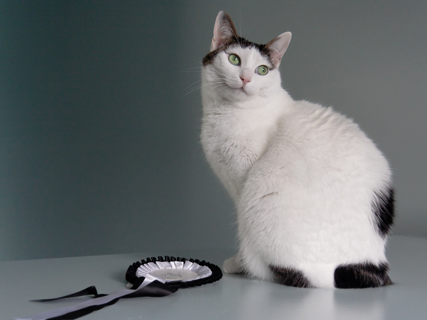 Награда японского бобтейла